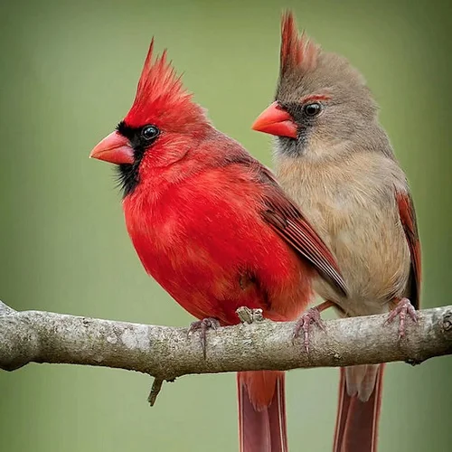 What does it mean to see two cardinals together?