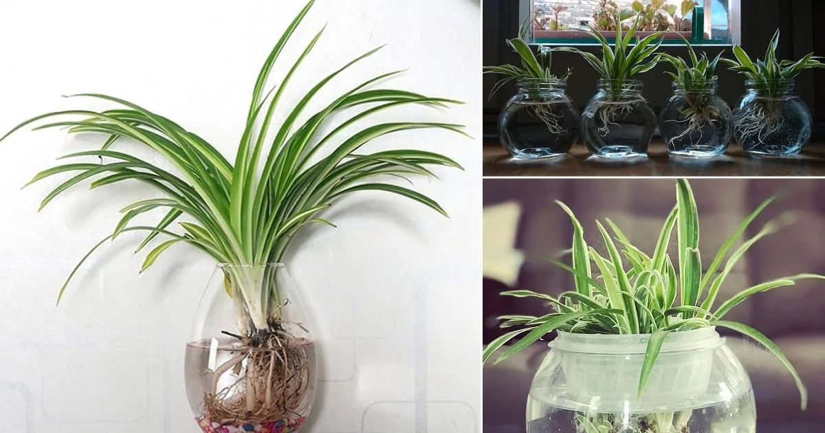 Can spider plants grow in water only?