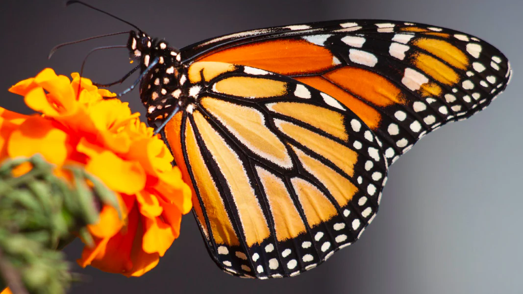 What is the spiritual meaning of the butterfly?