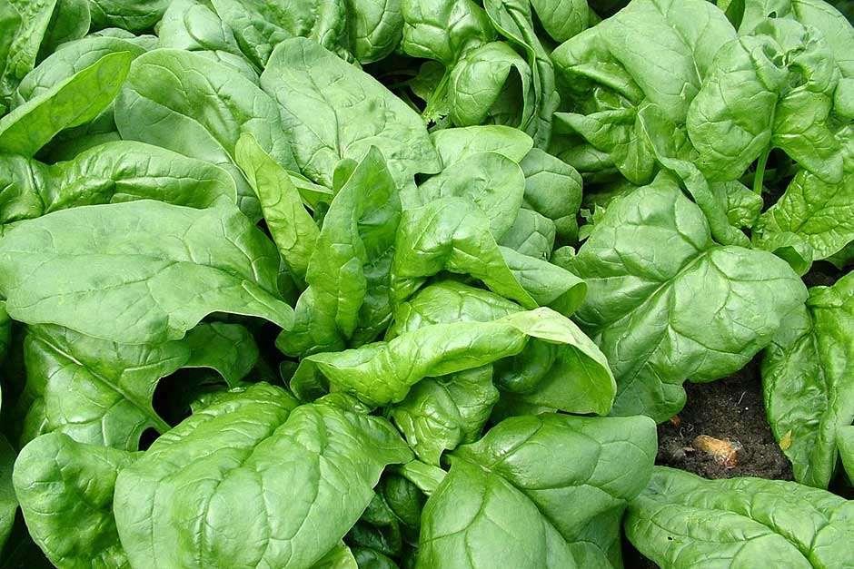 How Do You Grow Spinach For Beginners?